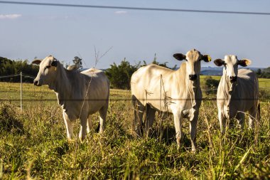 Nelore sığır sürüsü Brezilya çiftliğindeki bir çayırda otluyor.