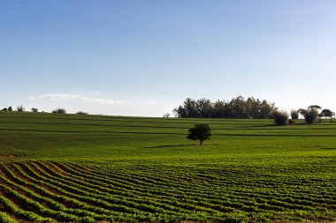 Brezilya 'da bir çiftlikte bir yer fıstığı tarlası ve izole edilmiş bir ağaç.