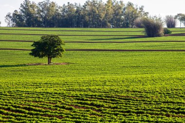 Brezilya 'da bir çiftlikte bir yer fıstığı tarlası ve izole edilmiş bir ağaç.
