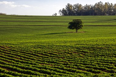 Brezilya 'da bir çiftlikte bir yer fıstığı tarlası ve izole edilmiş bir ağaç.