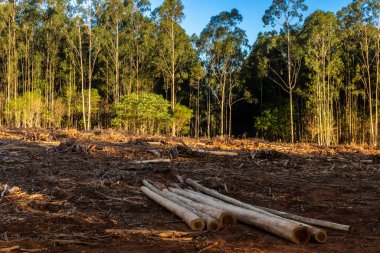 Okaliptüs kütükleri Brezilya 'da bir kırsal arazide bir tarım alanının yanında kesilip istiflenmiş.