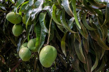 Mango meyveleri Brezilya 'da mango ağacı bahçesinde olgunlaşıyor.