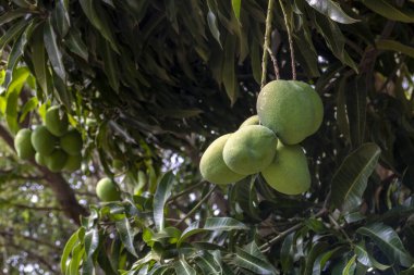 Mango meyveleri Brezilya 'da mango ağacı bahçesinde olgunlaşıyor.