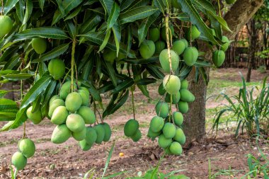Mango meyveleri Brezilya 'da mango ağacı bahçesinde olgunlaşıyor.