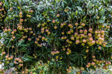 Mango meyveleri Brezilya 'da mango ağacı bahçesinde olgunlaşıyor.