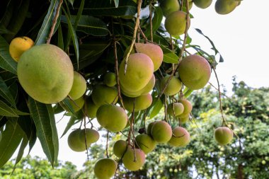 Mango meyveleri Brezilya 'da mango ağacı bahçesinde olgunlaşıyor.