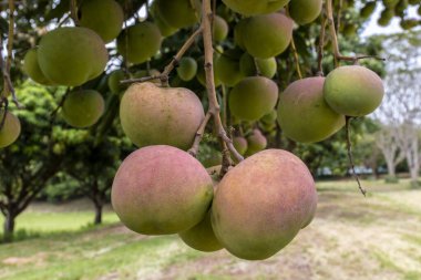 Mango meyveleri Brezilya 'da mango ağacı bahçesinde olgunlaşıyor.