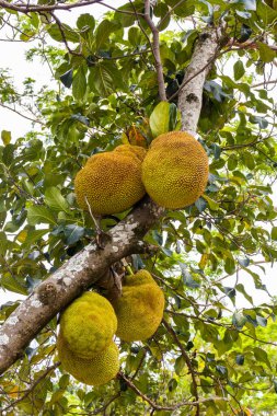 Brezilya 'da bir şantiyede, meyve bahçesindeki (Artocarpus heterophyllus) meyve ağaçlarının görüntüsü