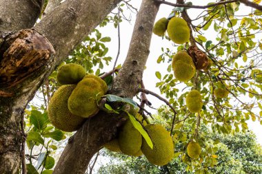 Brezilya 'da bir şantiyede, meyve bahçesindeki (Artocarpus heterophyllus) meyve ağaçlarının görüntüsü