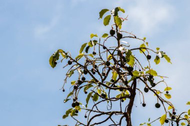 tomurcuklanan avokado ağacı, ağaçta bebek meyvesi, meyve seti avokado ağacı, yeşil yapraklar, yeşil meyve, Brezilya 'da meyve ayarı yakın plan
