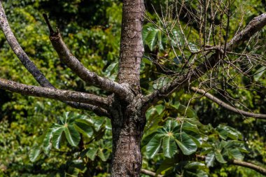 Brezilya 'da Atlantik yağmur ormanlarındaki Embauba ağacı