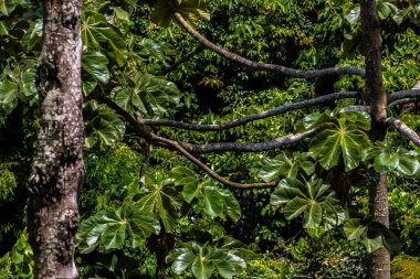 Brezilya 'da Atlantik yağmur ormanlarındaki Embauba ağacı