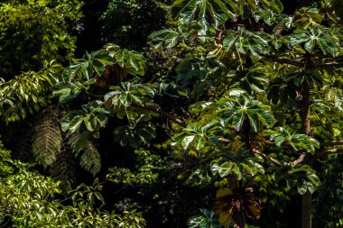 Brezilya 'da Atlantik yağmur ormanlarındaki Embauba ağacı