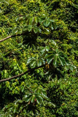 Brezilya 'da Atlantik yağmur ormanlarındaki Embauba ağacı