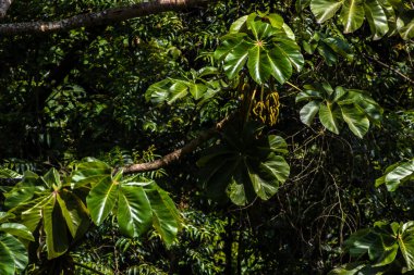 Brezilya 'da Atlantik yağmur ormanlarındaki Embauba ağacı