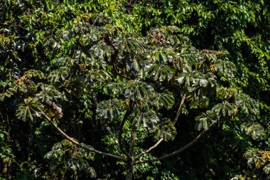 Brezilya 'da Atlantik yağmur ormanlarındaki Embauba ağacı