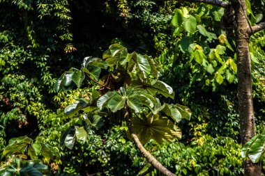 Brezilya 'da Atlantik yağmur ormanlarındaki Embauba ağacı