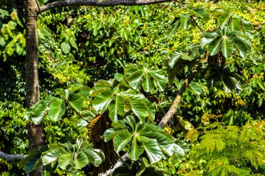 Brezilya 'da Atlantik yağmur ormanlarındaki Embauba ağacı