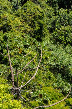 Brezilya 'da Atlantik yağmur ormanlarındaki Embauba ağacı