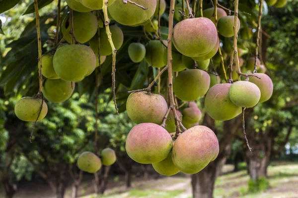 Mango Fruits are Ripening on mango tree orchard in Brazil