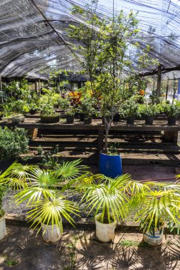 Brezilya 'daki süs bitkilerinin çocuk odası.