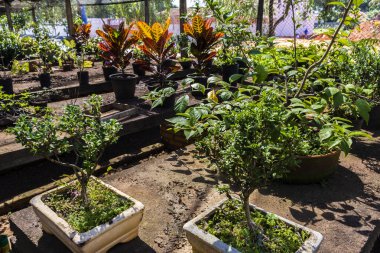 Brezilya 'daki süs bitkilerinin çocuk odası.