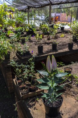 Brezilya 'daki süs bitkilerinin çocuk odası.
