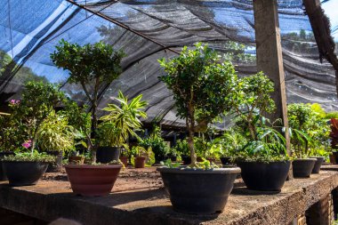 Brezilya 'daki süs bitkilerinin çocuk odası.