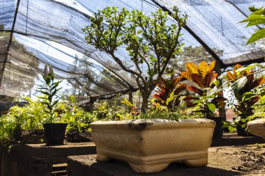 Brezilya 'daki süs bitkilerinin çocuk odası.