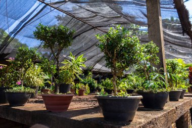 Brezilya 'daki süs bitkilerinin çocuk odası.