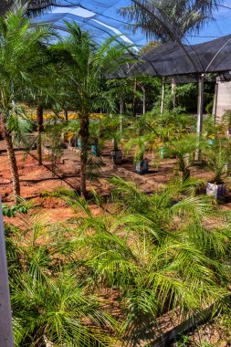 Brezilya 'daki süs bitkilerinin çocuk odası.