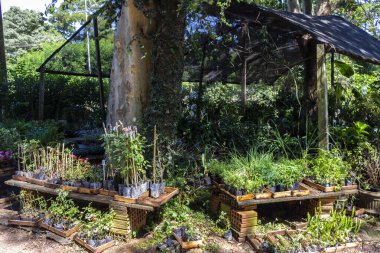 Brezilya 'daki süs bitkilerinin çocuk odası.