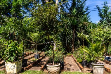 Brezilya 'daki süs bitkilerinin çocuk odası.