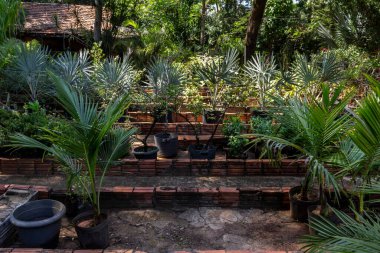 Brezilya 'daki süs bitkilerinin çocuk odası.