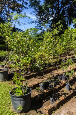 Brezilya 'daki süs bitkilerinin çocuk odası.