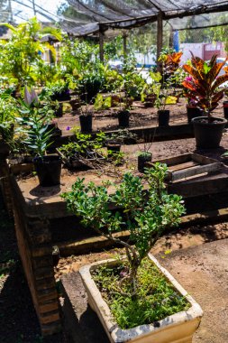Brezilya 'daki süs bitkilerinin çocuk odası.