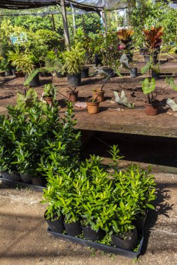 Brezilya 'daki süs bitkilerinin çocuk odası.