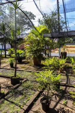 Brezilya 'daki süs bitkilerinin çocuk odası.