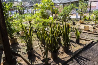 Brezilya 'daki süs bitkilerinin çocuk odası.