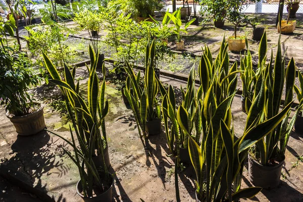 Brezilya 'daki süs bitkilerinin çocuk odası.