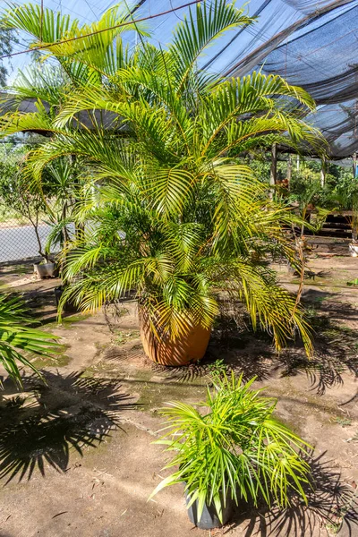 Brezilya 'daki süs bitkilerinin çocuk odası.