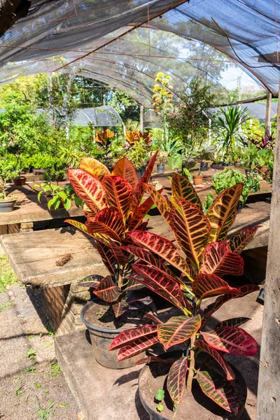 Brezilya 'daki süs bitkilerinin çocuk odası.