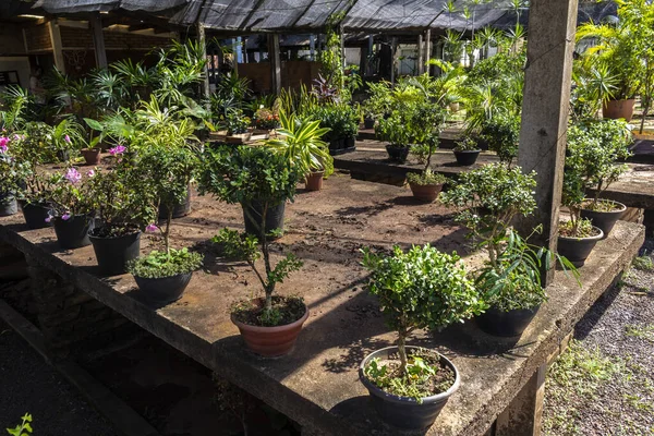 Brezilya 'daki süs bitkilerinin çocuk odası.