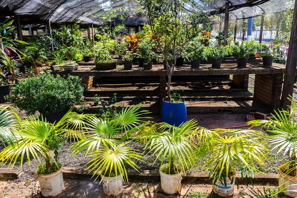 Brezilya 'daki süs bitkilerinin çocuk odası.