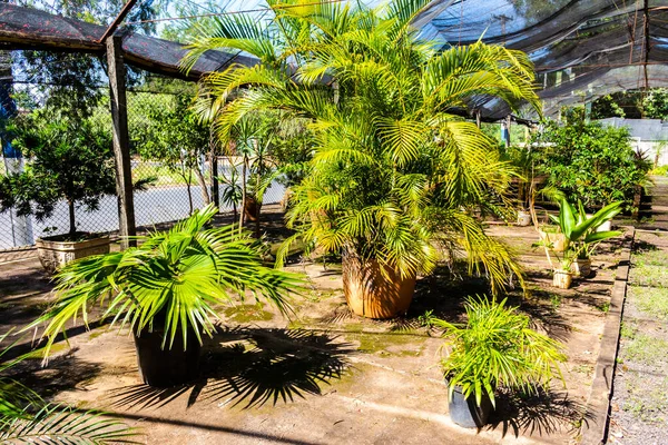 Brezilya 'daki süs bitkilerinin çocuk odası.