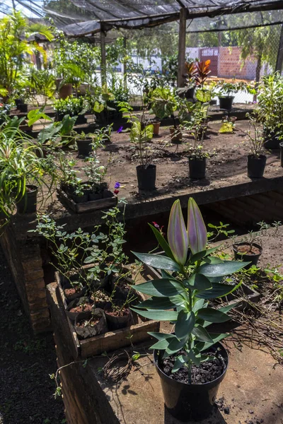 Brezilya 'daki süs bitkilerinin çocuk odası.