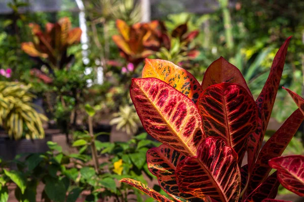 Brezilya 'daki süs bitkilerinin çocuk odası.