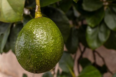 Brezilya 'da güneşli bir günde avokado ağacı, Brezilya tropikal meyvesi