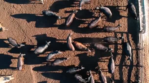 在巴西被监禁的安哥拉牛的空中照片 — 图库视频影像