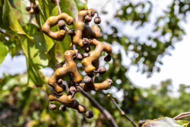 Japon üzüm ağacı veya Japon üzümü, Hovenia dulcis Brezilya 'da bir çiftlikte meyvelerle dolu.